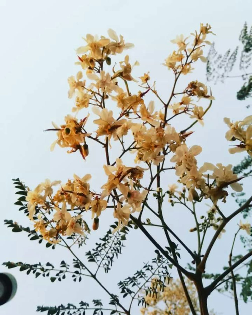 a tree with yellow flowers in the foreground