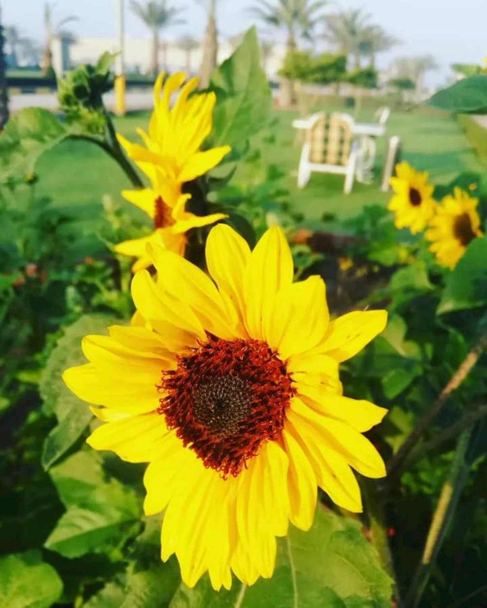 a large sunflower in a field of green grass