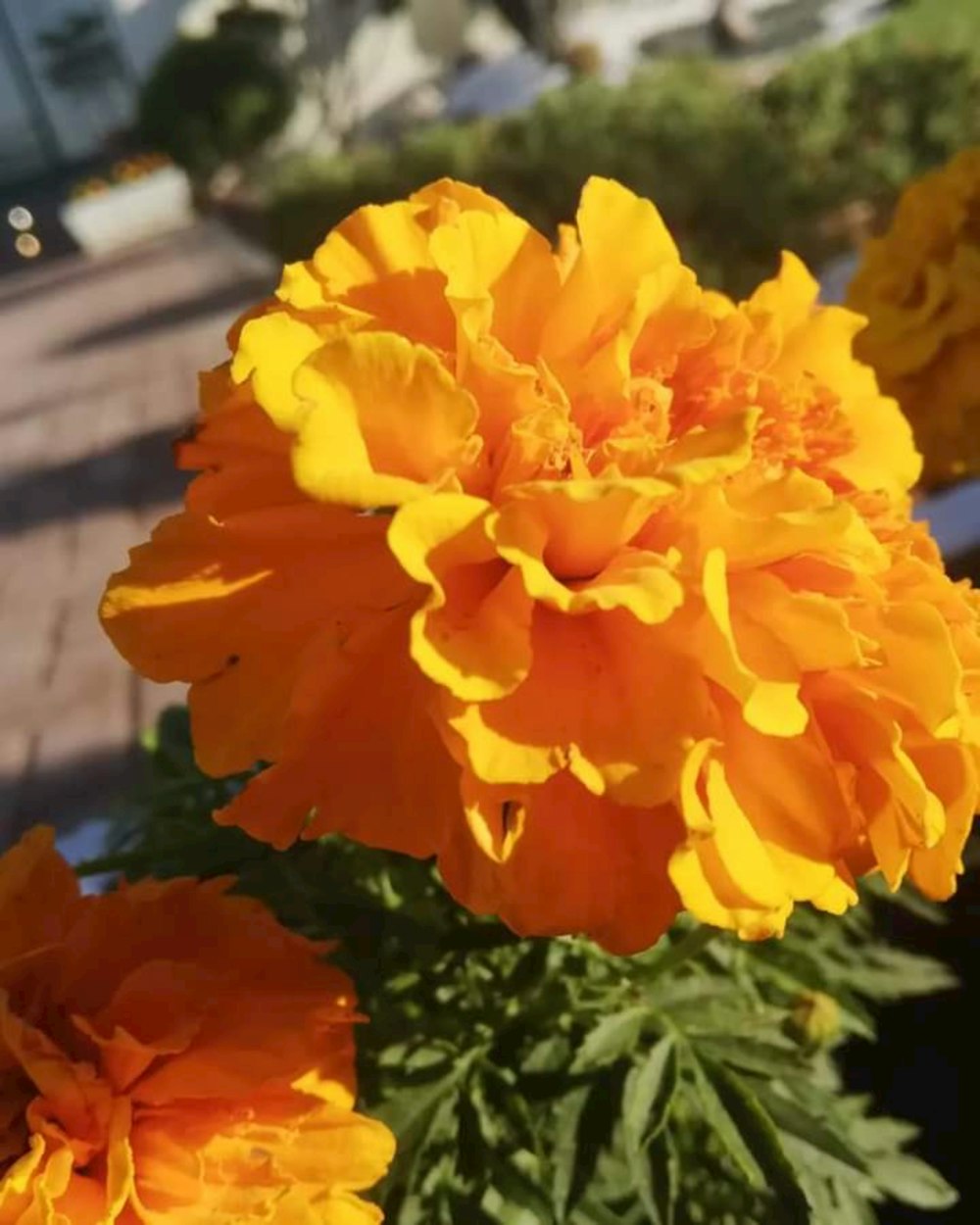 a close up of a yellow flower in a pot