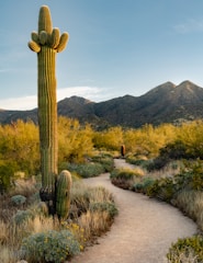A winding desert trail surrounded by cacti and rugged terrain under a clear blue sky.