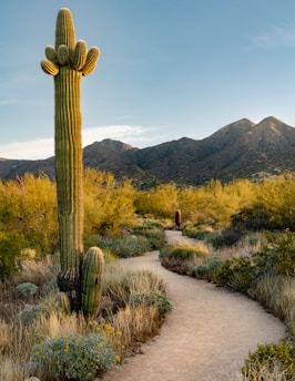 A winding desert trail surrounded by cacti and rugged terrain under a clear blue sky.