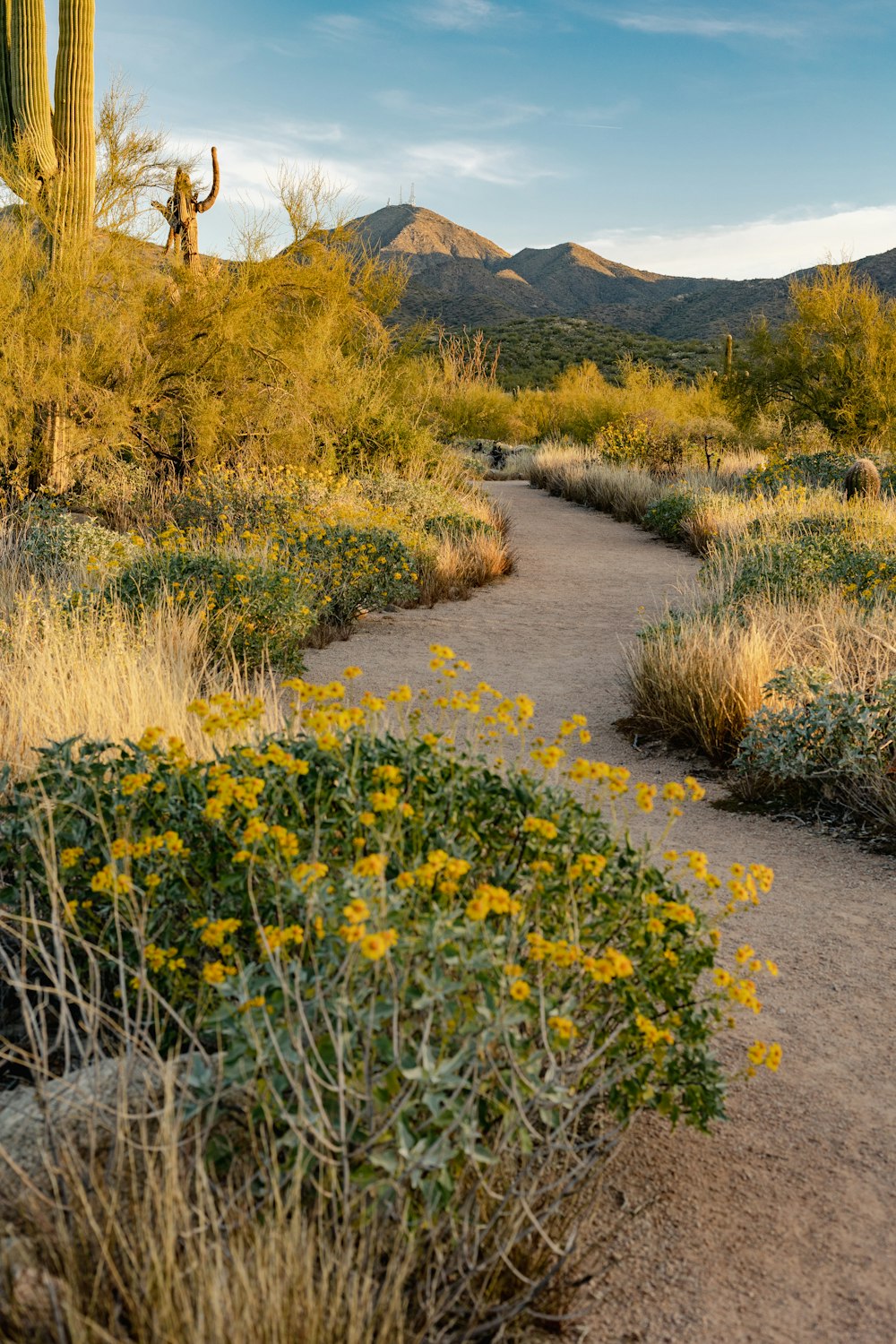 a dirt path in the desert with a cactus in the background