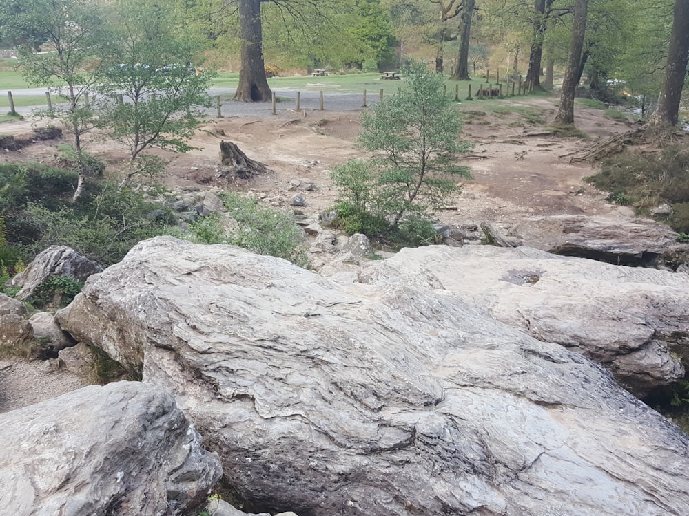 there is a bear that is standing on a rock