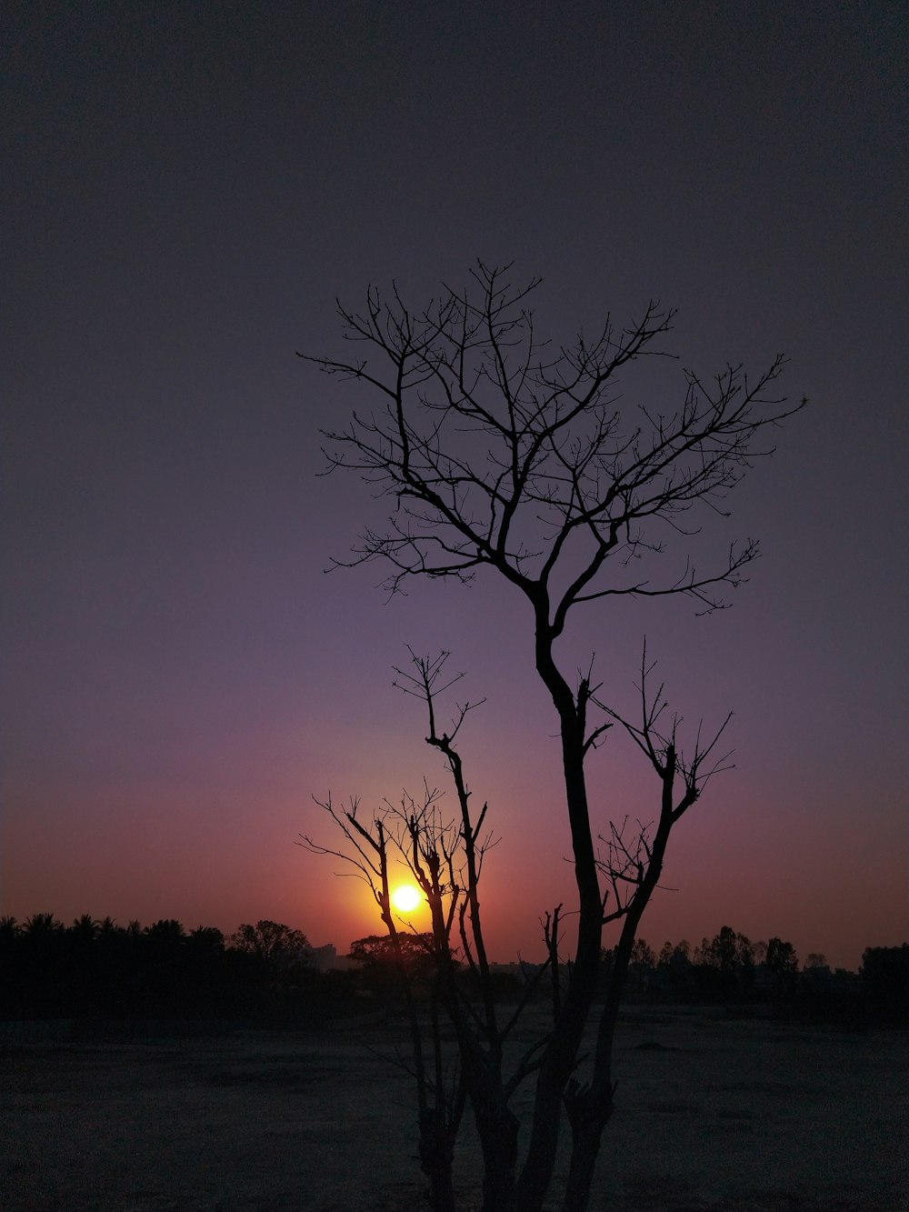 the sun is setting behind a bare tree