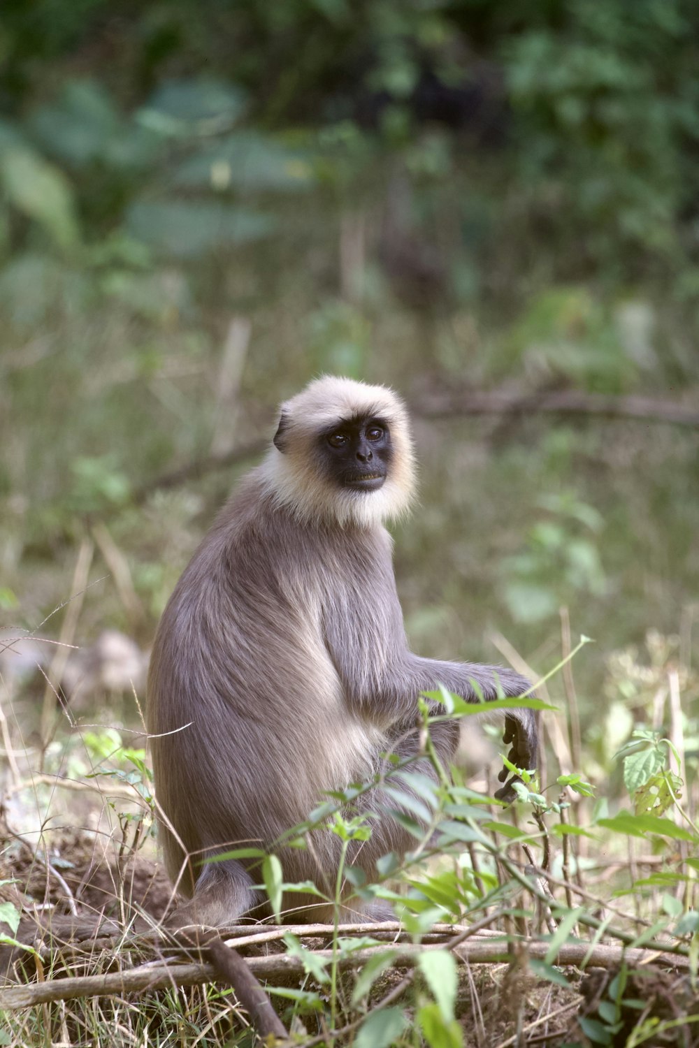 a monkey sitting in the middle of a forest