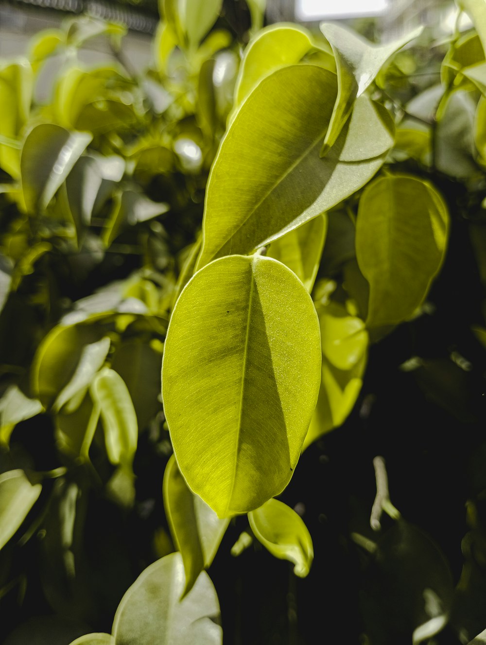 a close up of a green plant with leaves