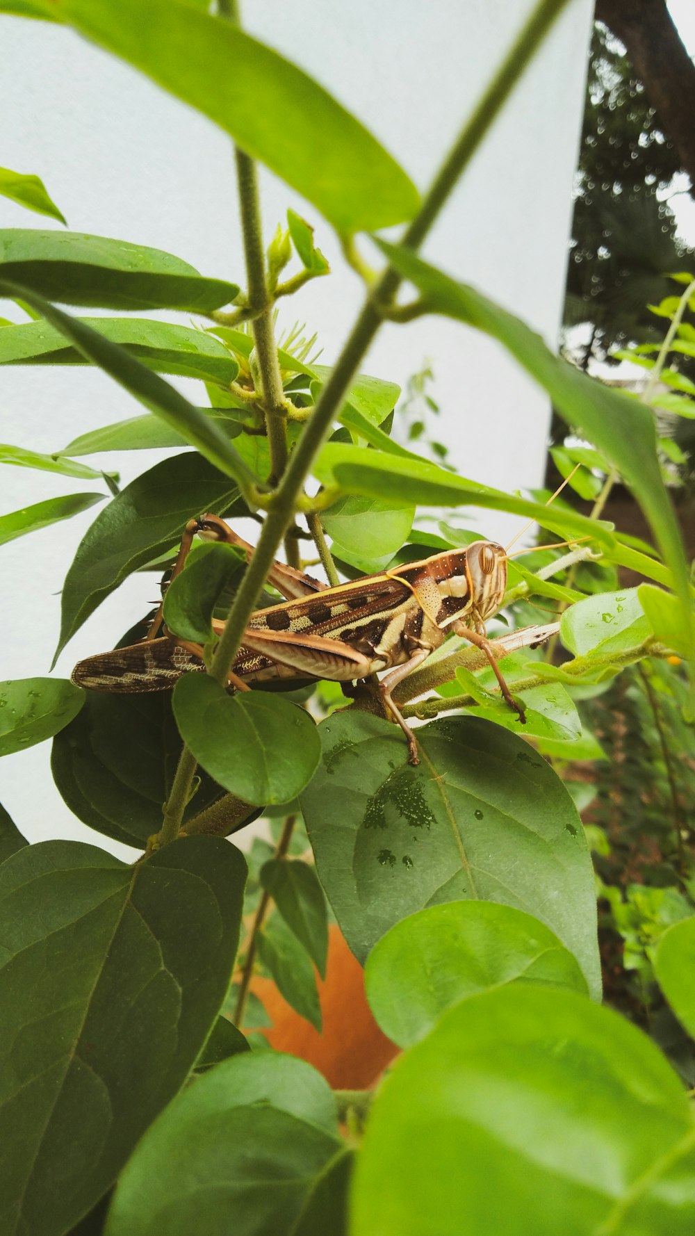 a bug sitting on top of a green leafy plant