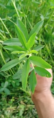 A hand holding a green leafy plant against a backdrop of dense greenery. The plant has elongated leaves with smooth edges, and the surrounding vegetation is lush, indicating a healthy growth environment.
