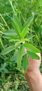 A hand holding a green leafy plant against a backdrop of dense greenery. The plant has elongated leaves with smooth edges, and the surrounding vegetation is lush, indicating a healthy growth environment.