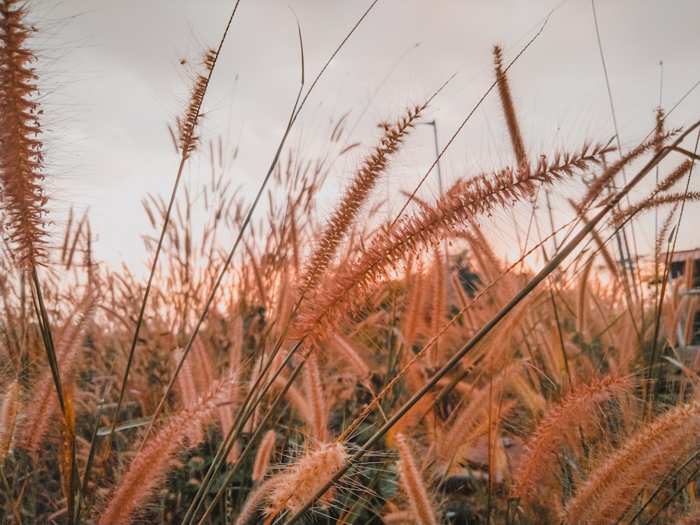 a field of tall grass with a sky in the background