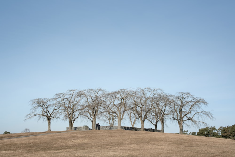 Un grupo de árboles sentados en la cima de una colina