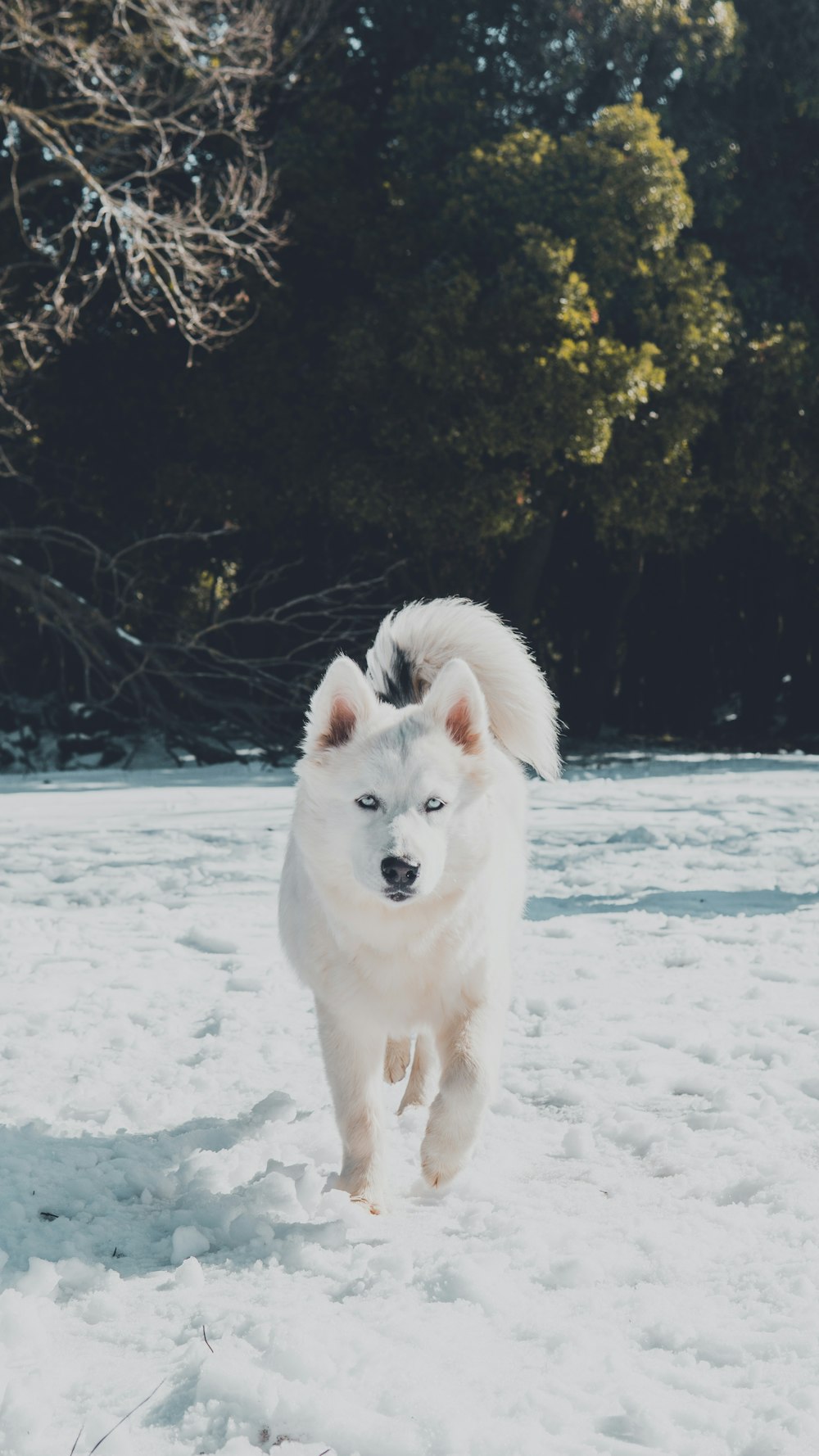 a white dog is running through the snow