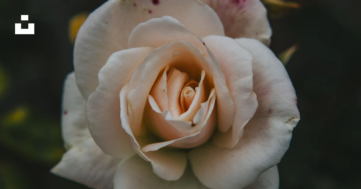 A white rose is blooming in a garden photo – Free Israel Image on Unsplash