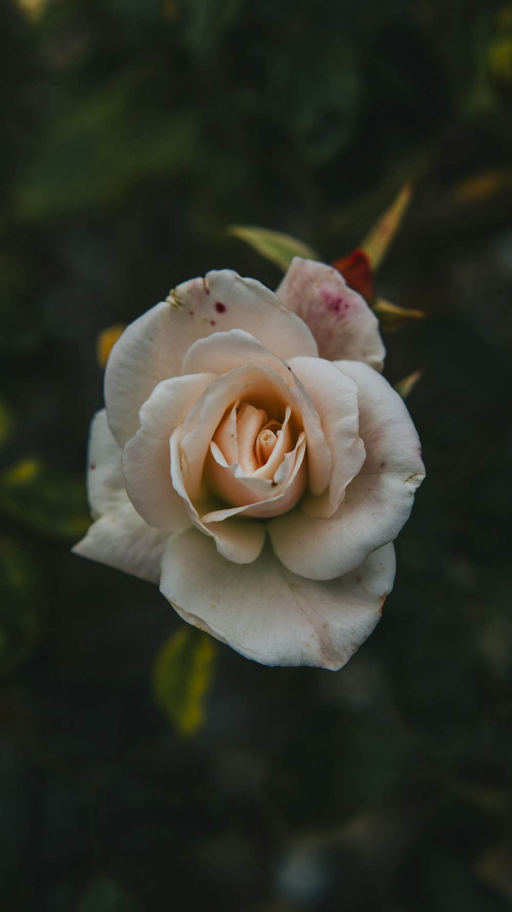 a white rose is blooming in a garden