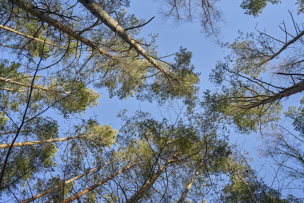 looking up at the tops of tall trees