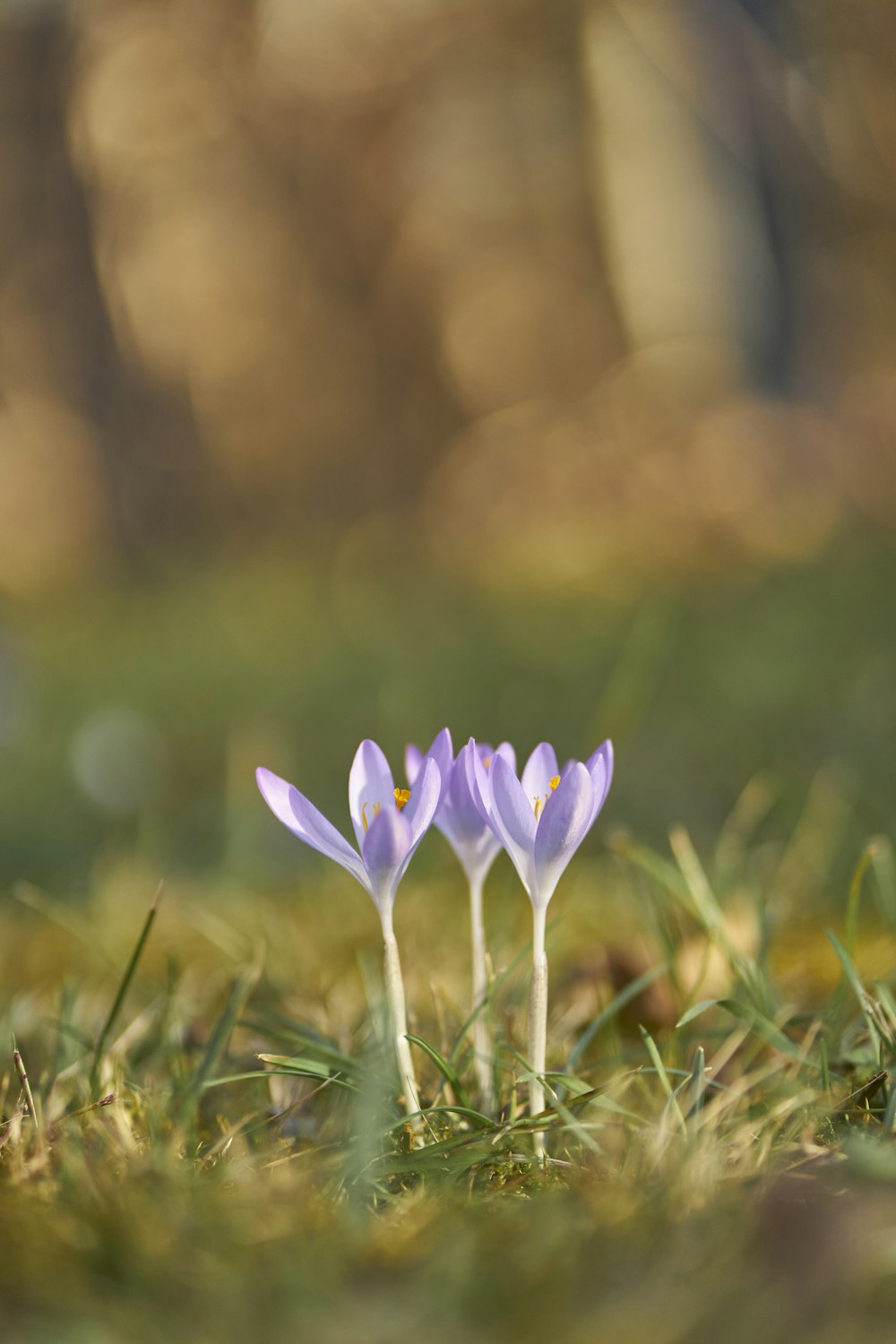 a couple of flowers that are in the grass