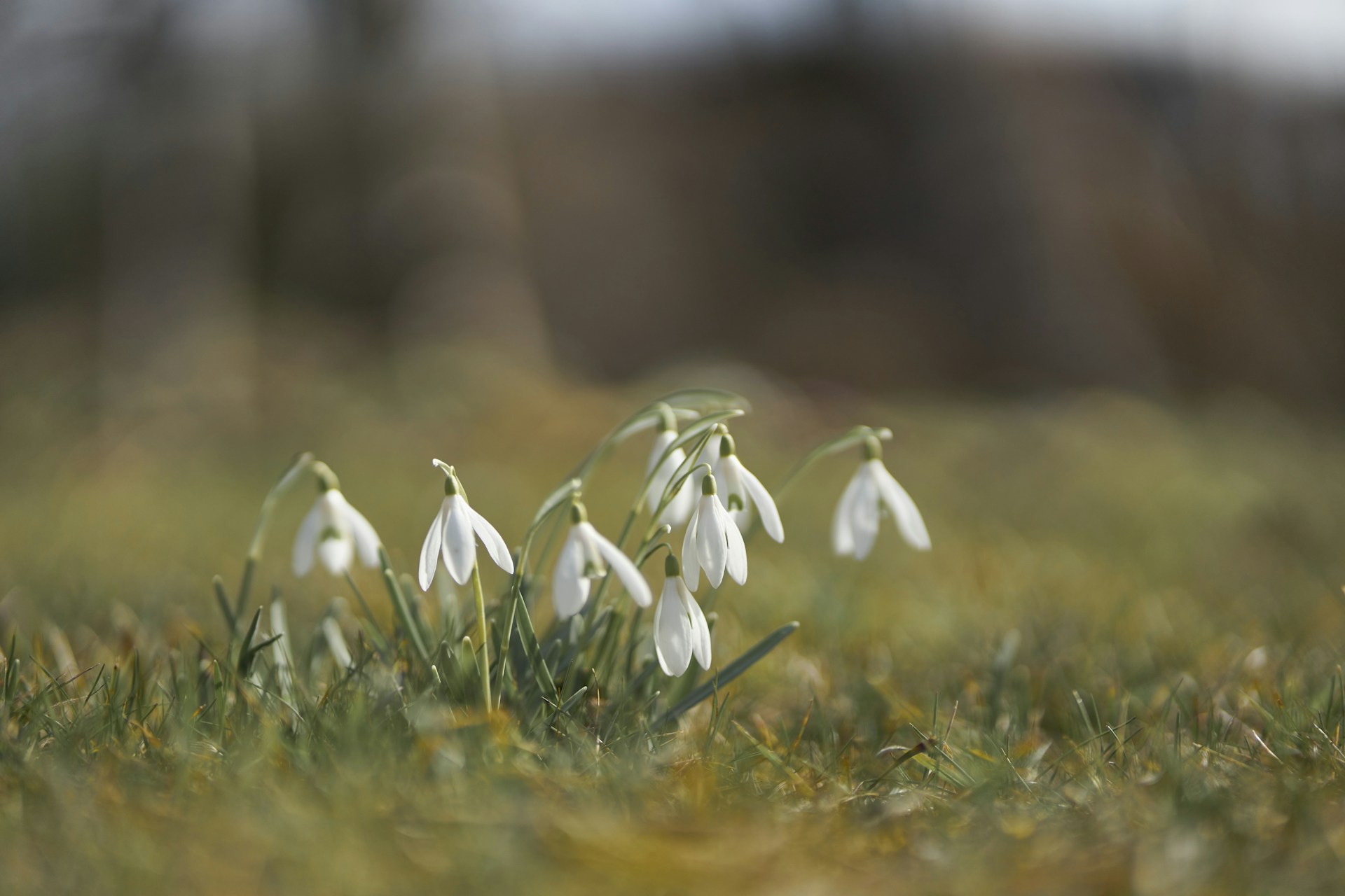 a group of white flowers in a grassy field