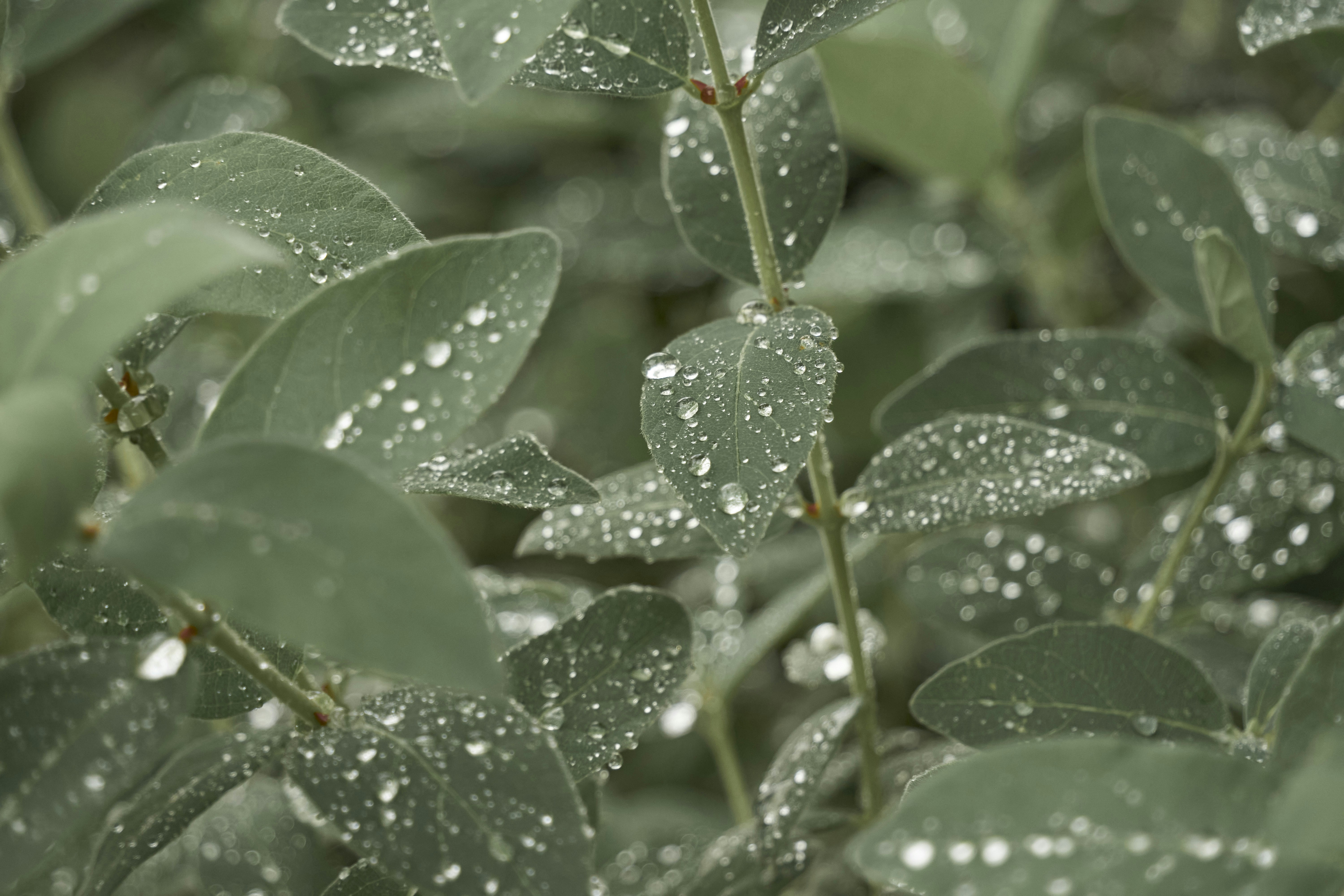 a close up of leaves with water droplets on them