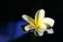 a white and yellow flower on a black surface