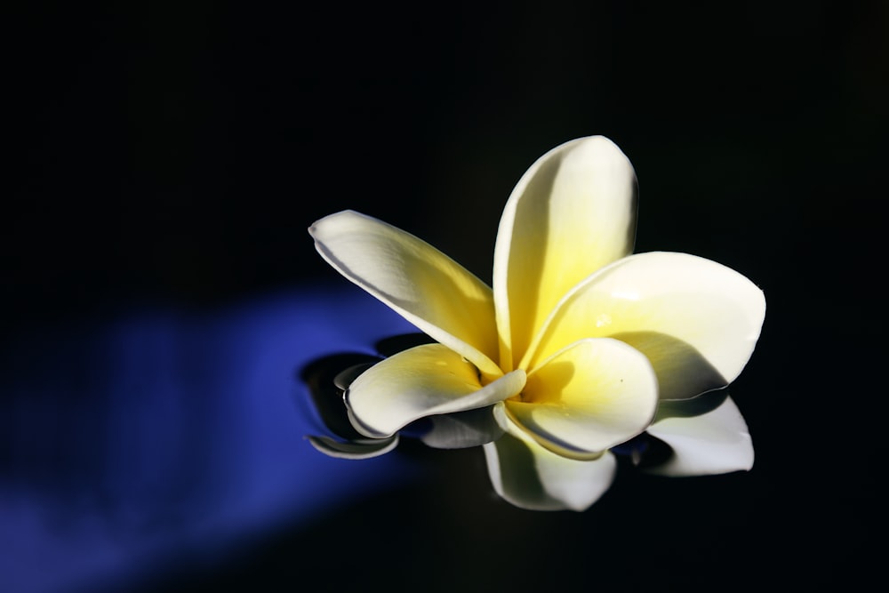 a white and yellow flower on a black surface