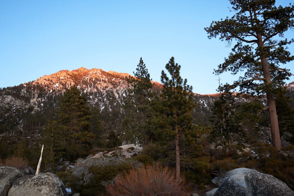 a view of a mountain with trees in the foreground