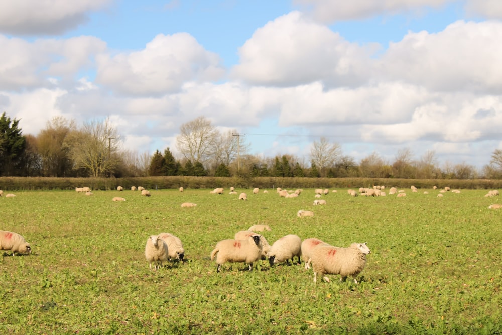 a herd of sheep grazing on a lush green field