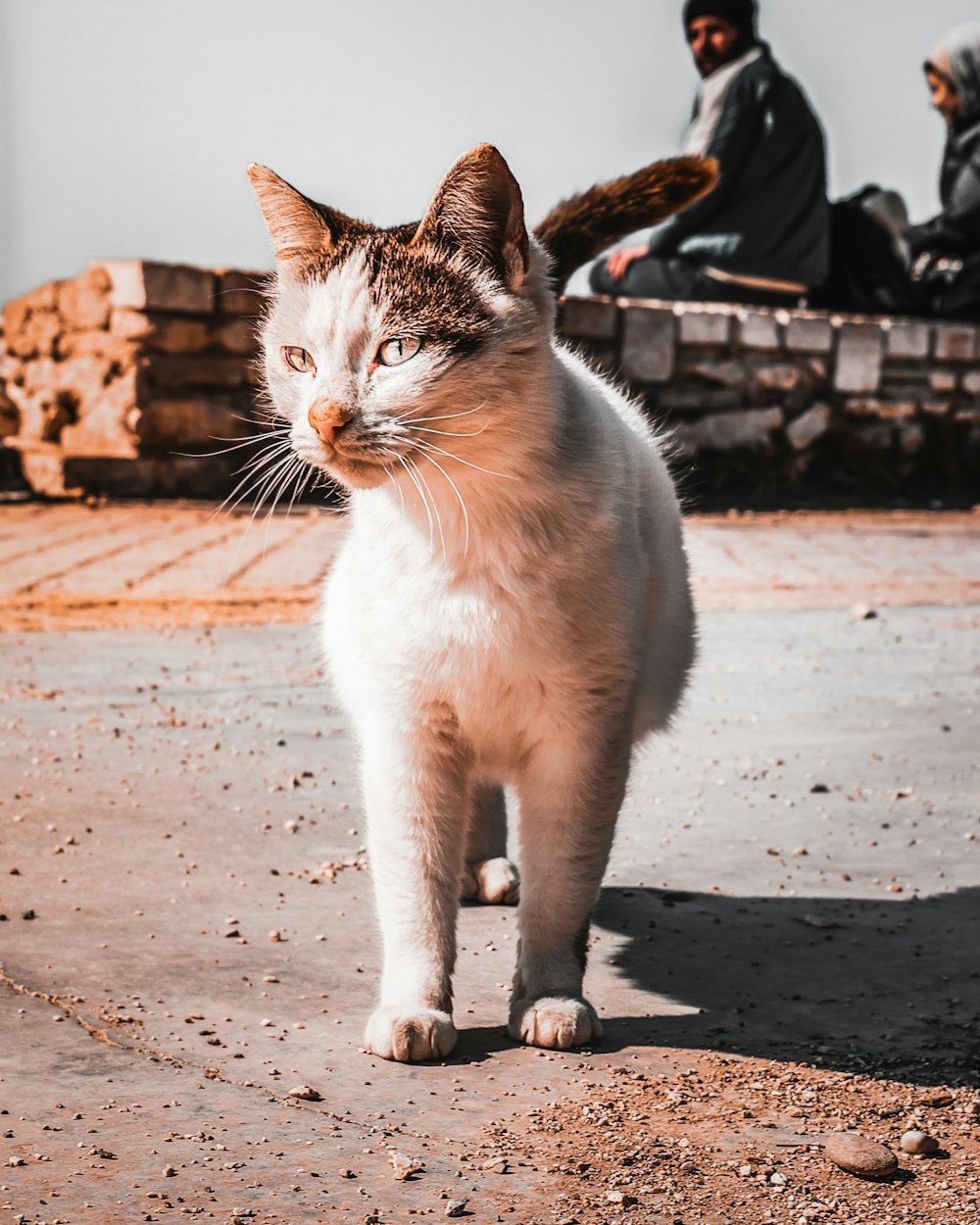 a white and brown cat walking across a street