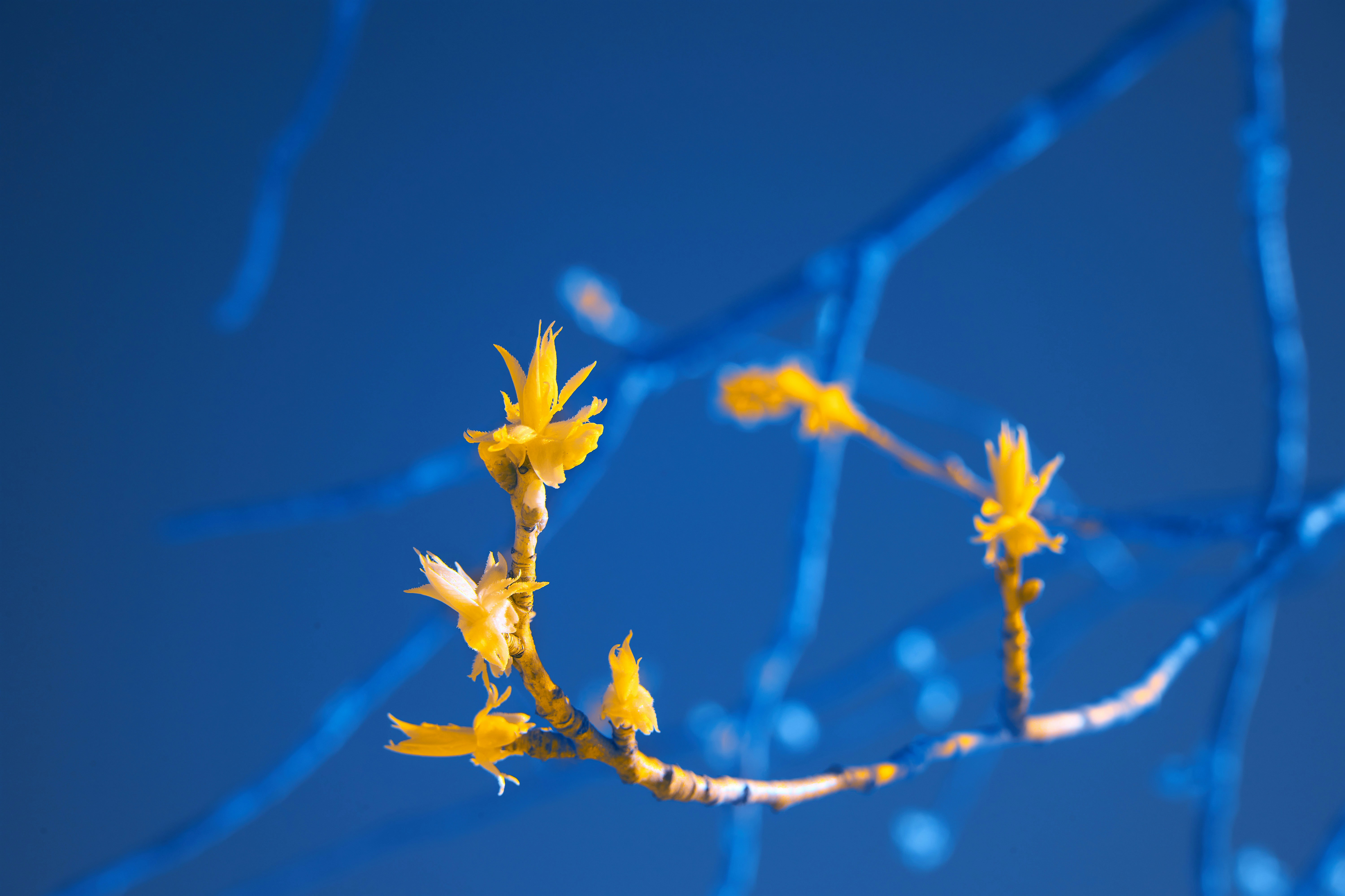 Photo by wolfgang_hasselmann