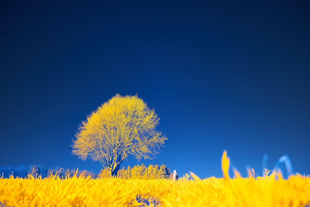 a lone tree in the middle of a field