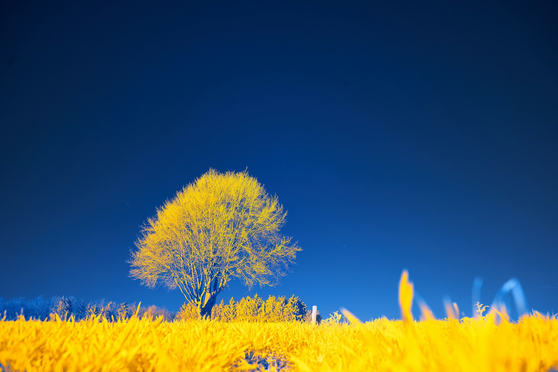 a lone tree in the middle of a field