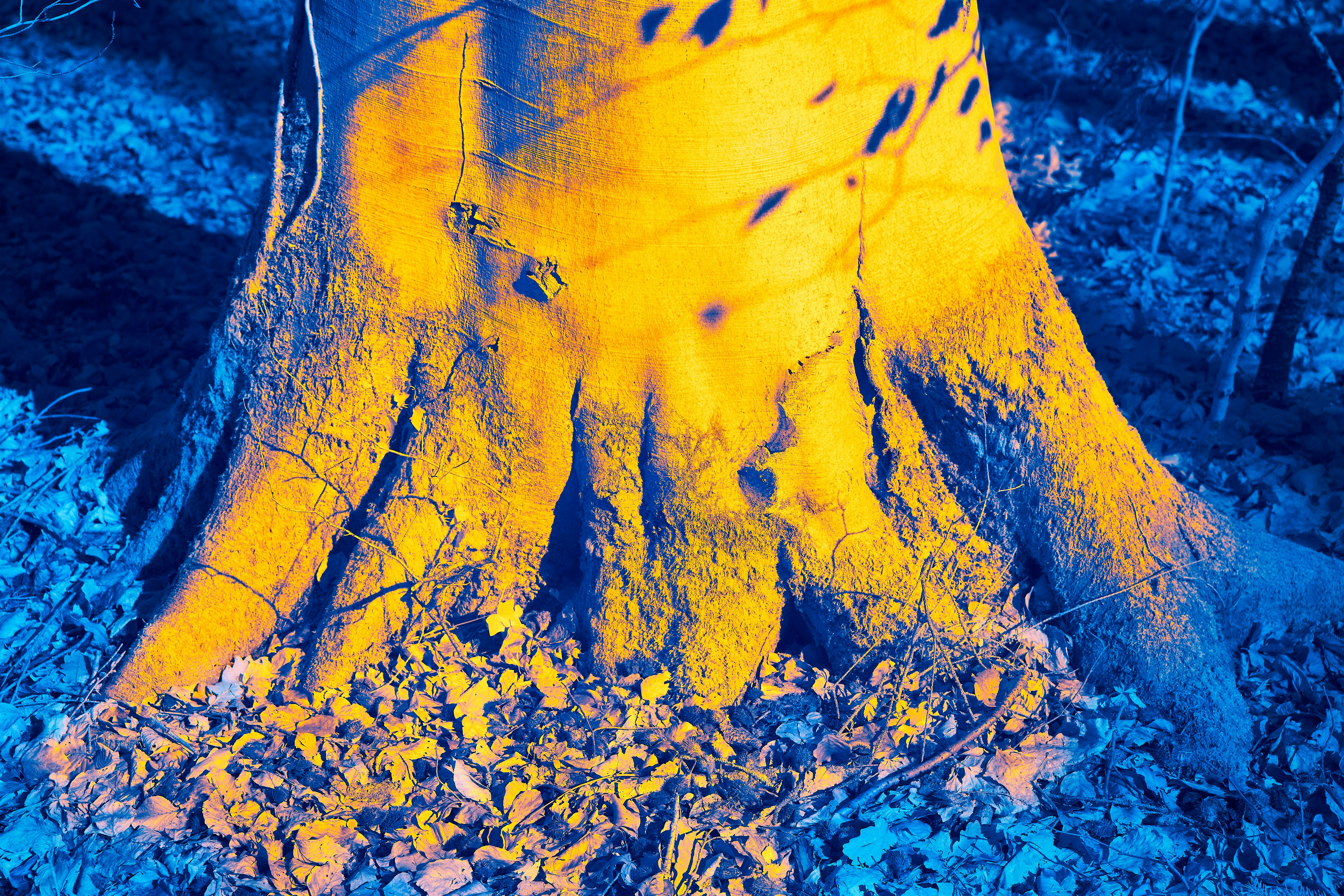 This is a infrared picture and it comes out of the camera only in red tones. in Post the Pictures get color. In the next time I will only use yellow and blue for my Infrared pictures.