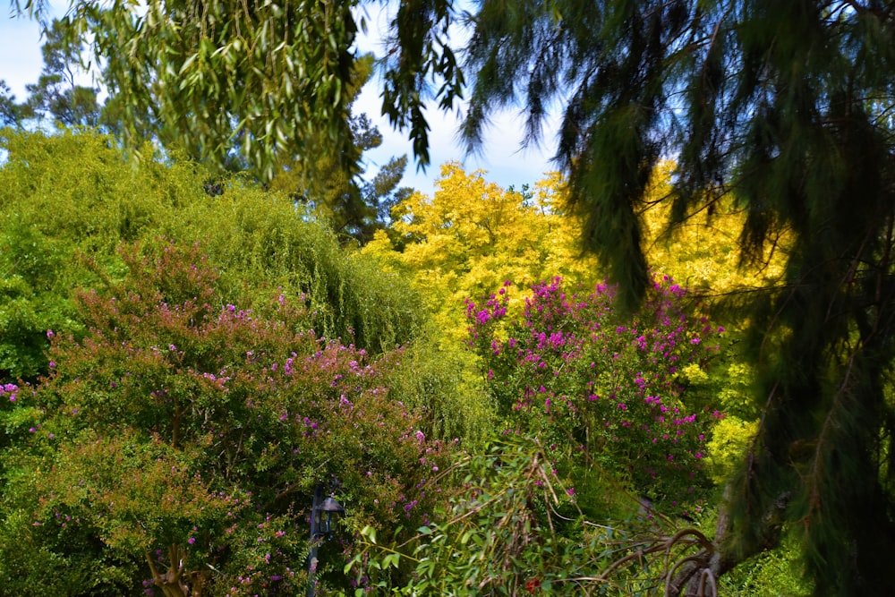 a lush green forest filled with lots of trees