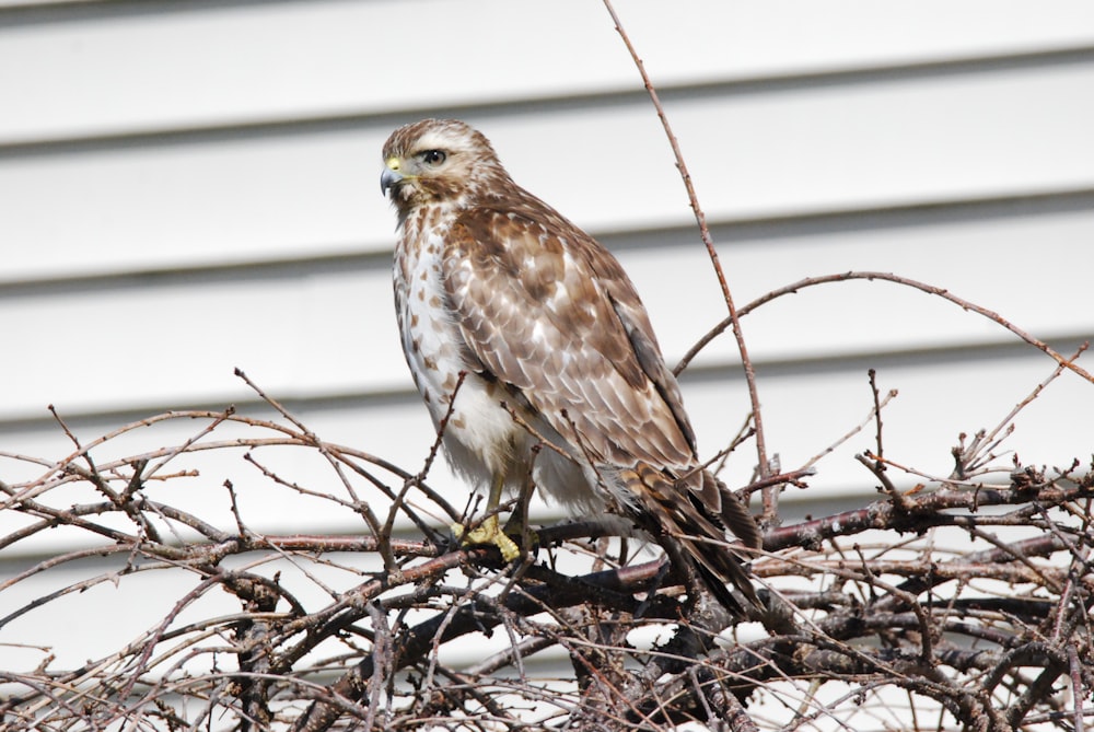 a brown and white bird sitting on top of a tree branch