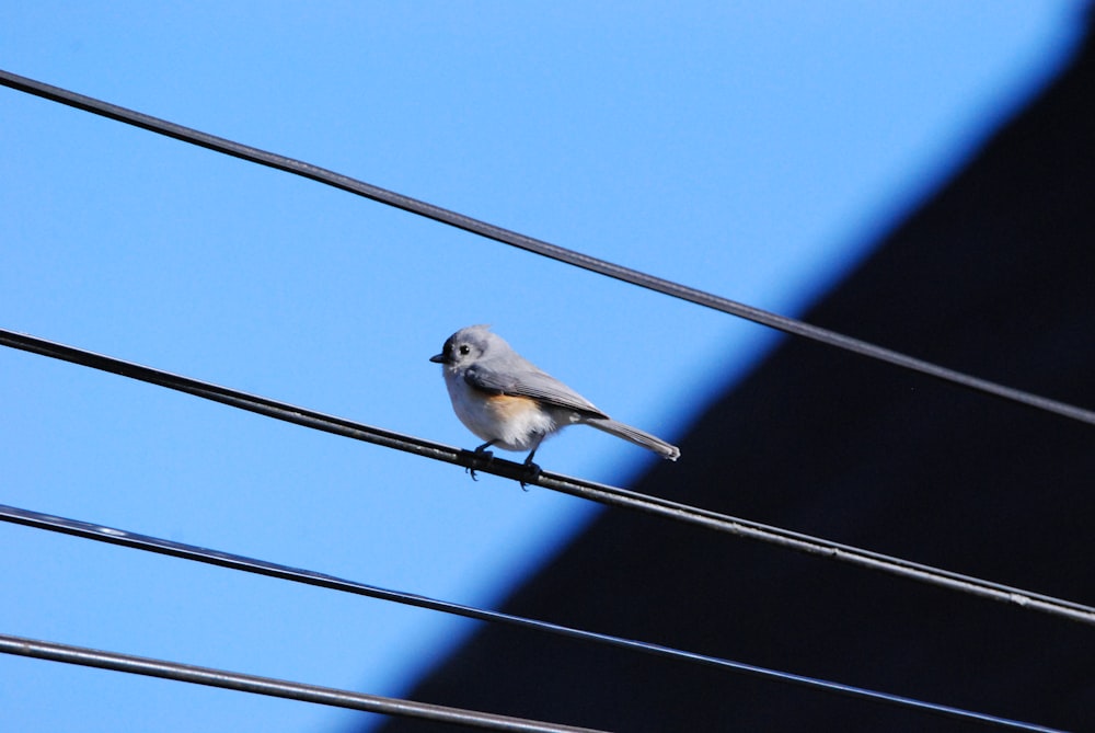 a small bird sitting on top of a power line