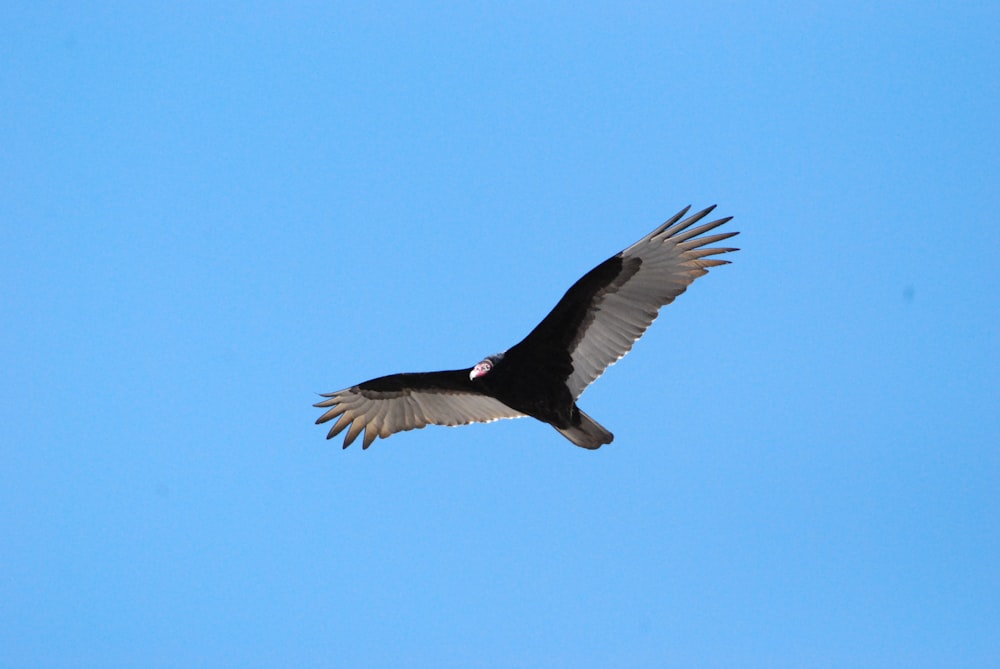 Un grand oiseau volant dans un ciel bleu