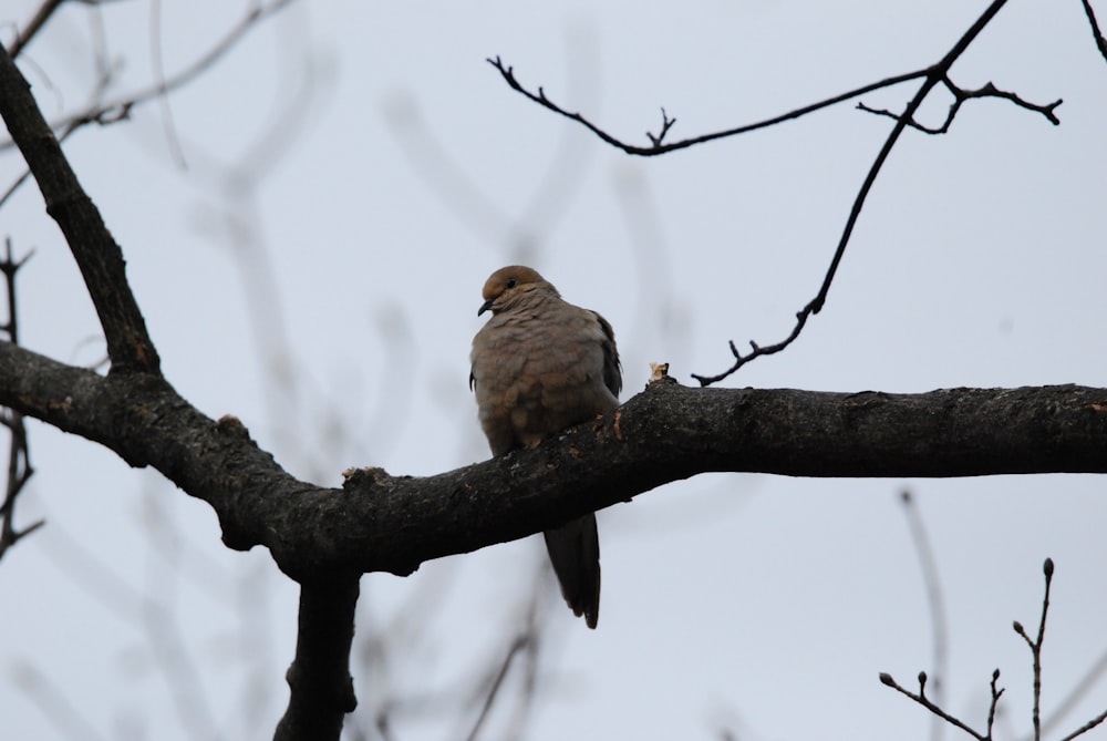 a bird perched on a branch of a tree