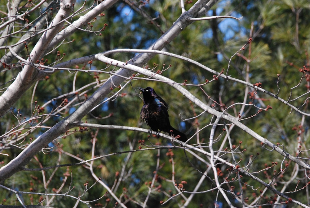 a black bird sitting on top of a tree branch