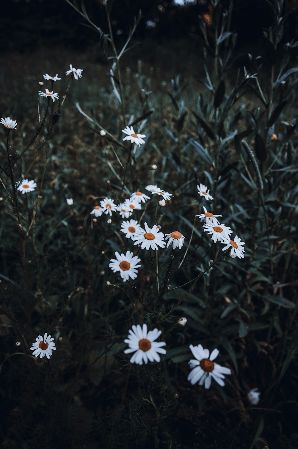 a bunch of white daisies in a field