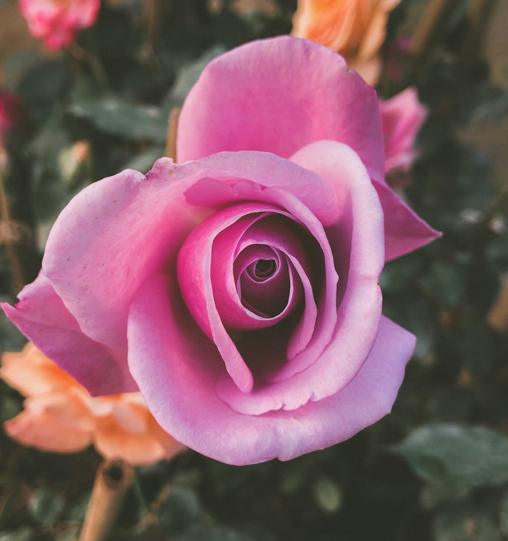 a close up of a pink rose with other flowers in the background