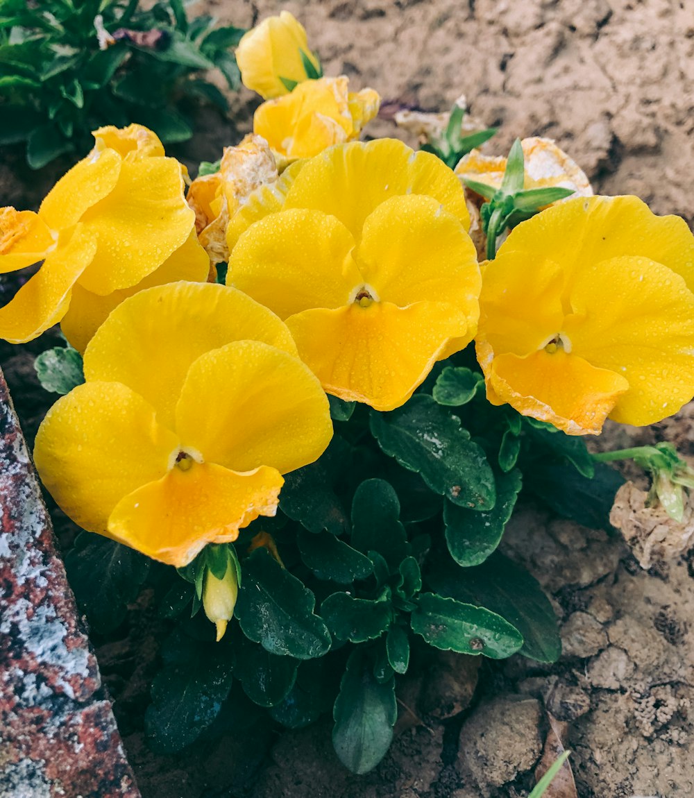 a group of yellow flowers sitting on top of a dirt field