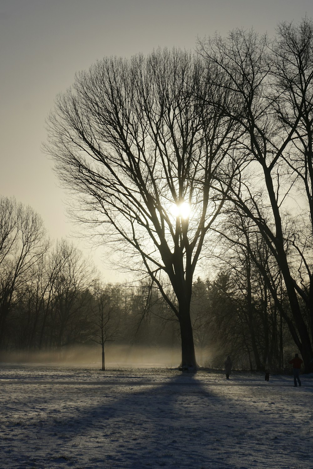 the sun is shining through the trees in the snow