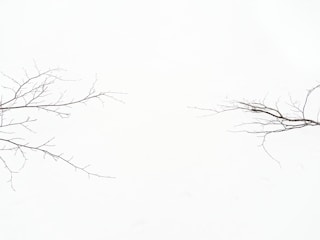 Two bare tree branches extend from the left and right sides of the image against a stark white background.