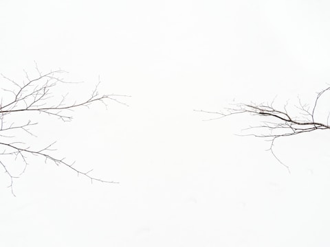 Two bare tree branches extend from the left and right sides of the image against a stark white background.