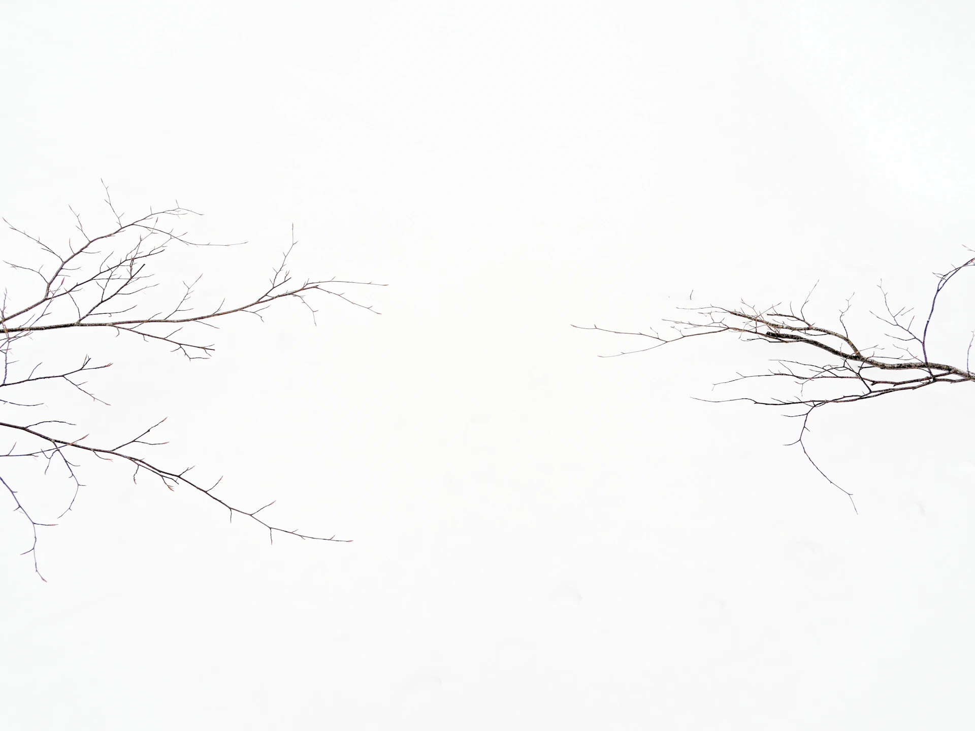 two bare trees without leaves against a white sky