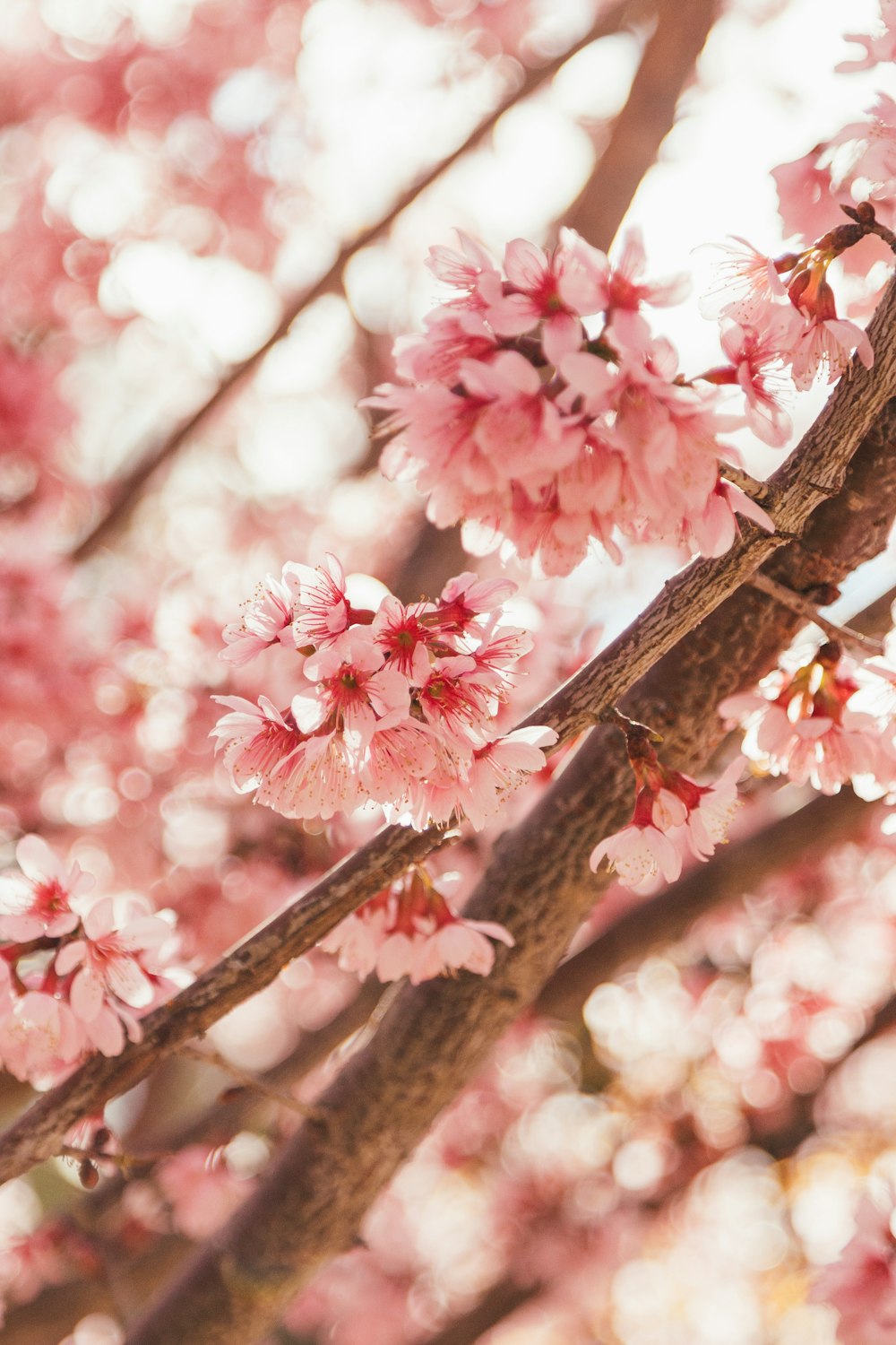 um ramo de uma árvore com flores cor-de-rosa