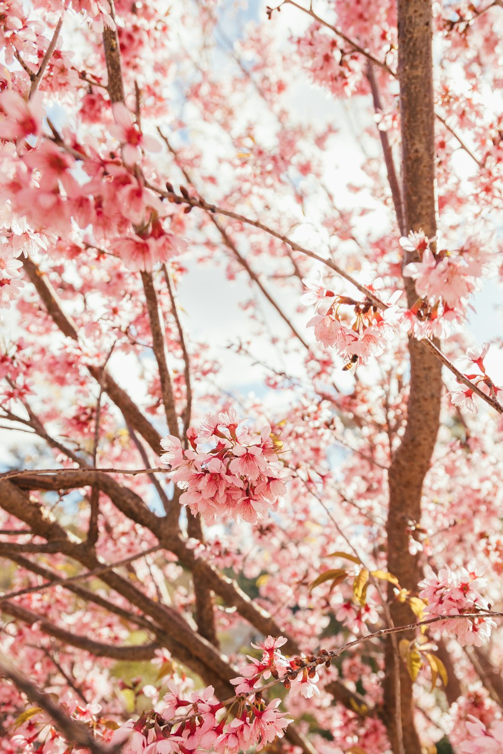 a tree with pink flowers in a park