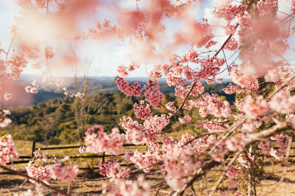 a tree with pink flowers in the foreground