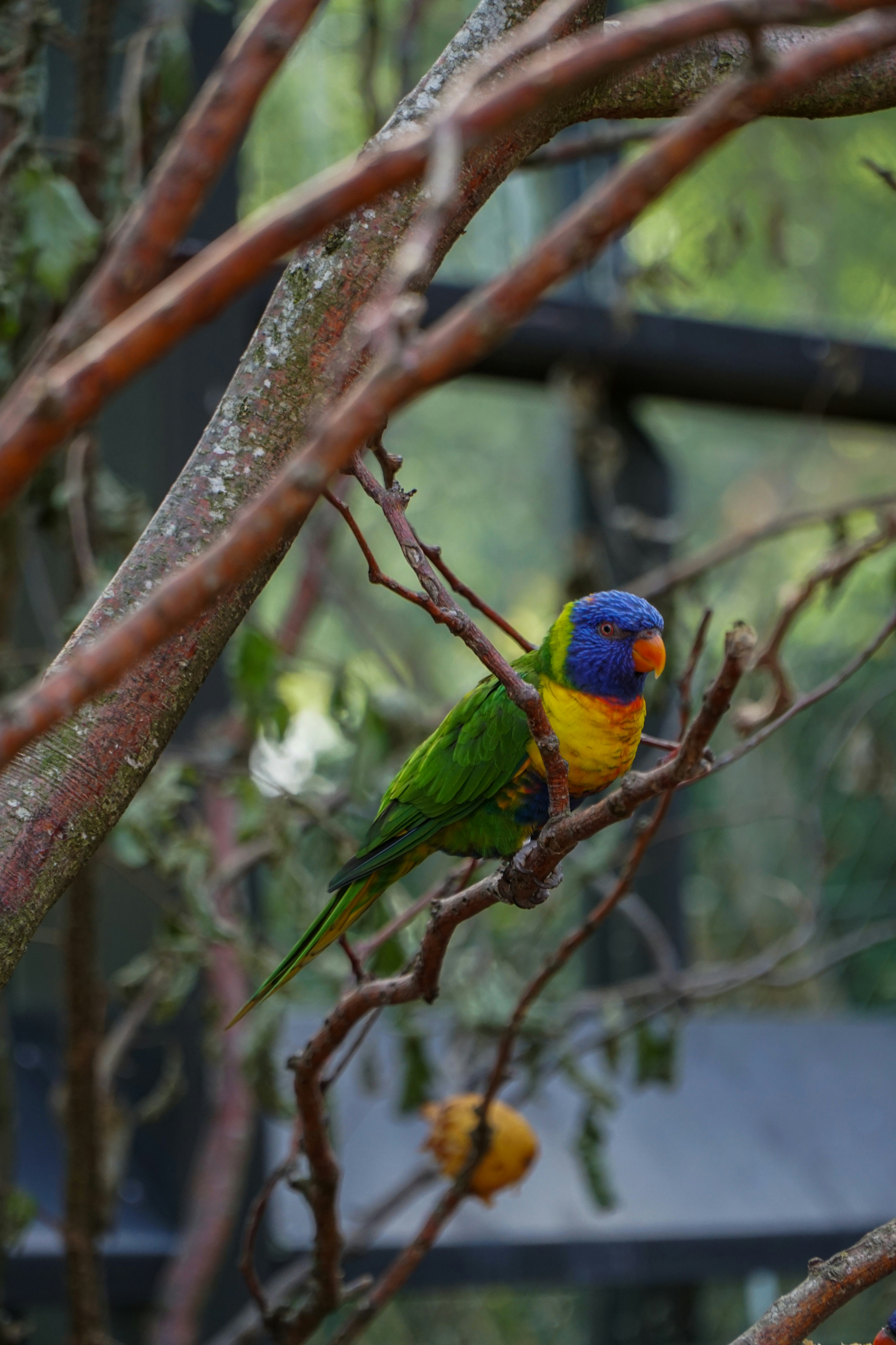木の枝の上に座っている色とりどりの鳥の写真 – Unsplashの鳥の無料画像