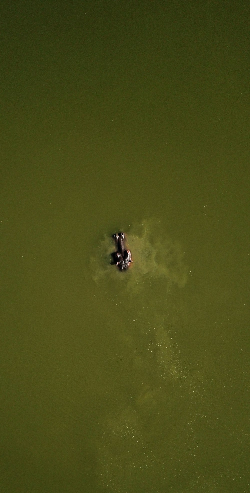 a couple of ducks floating on top of a lake