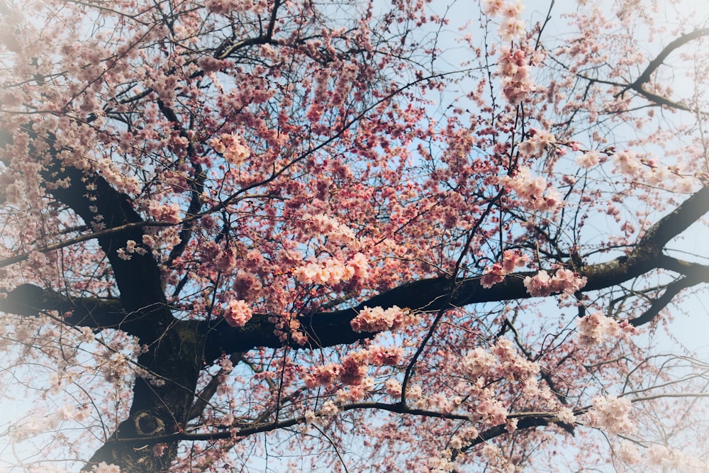 a tree with pink flowers and a blue sky in the background